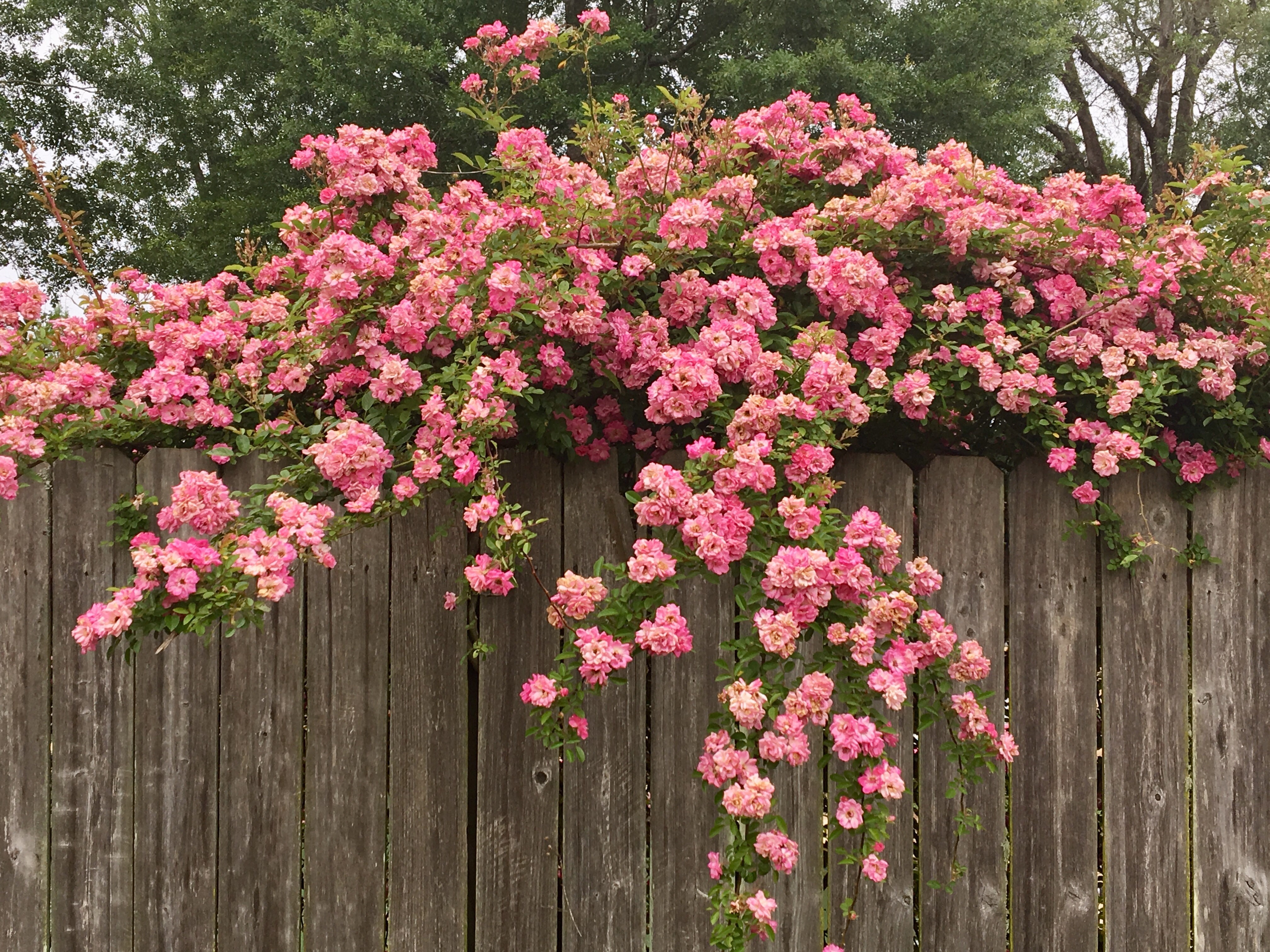 Some plants refuse to die